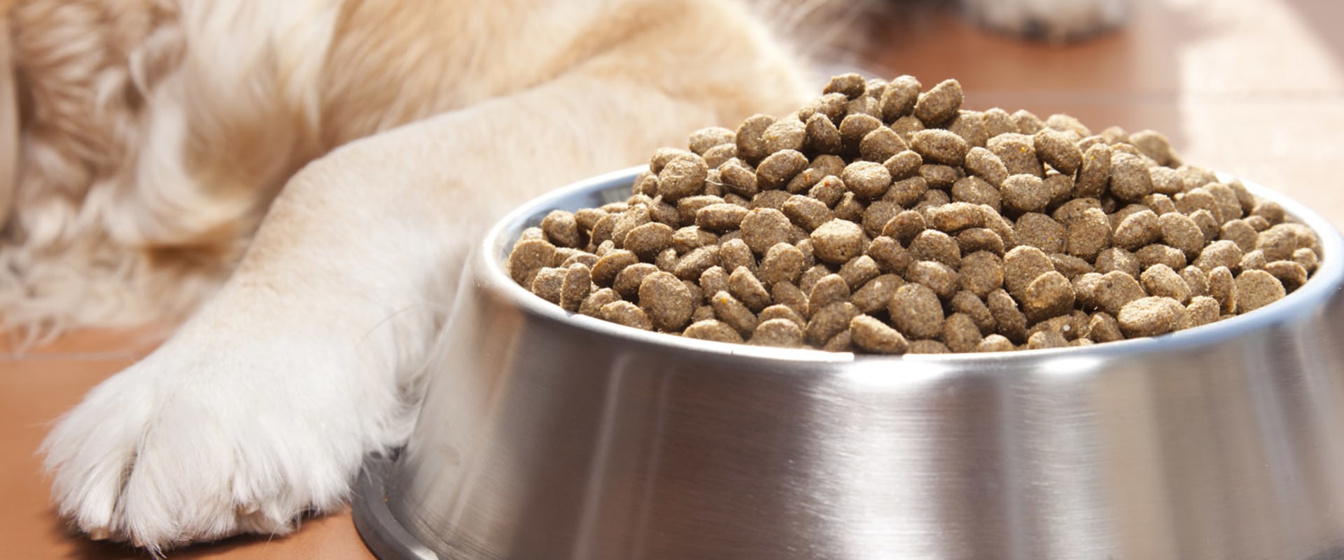 What popular dog food is killing dogs?
