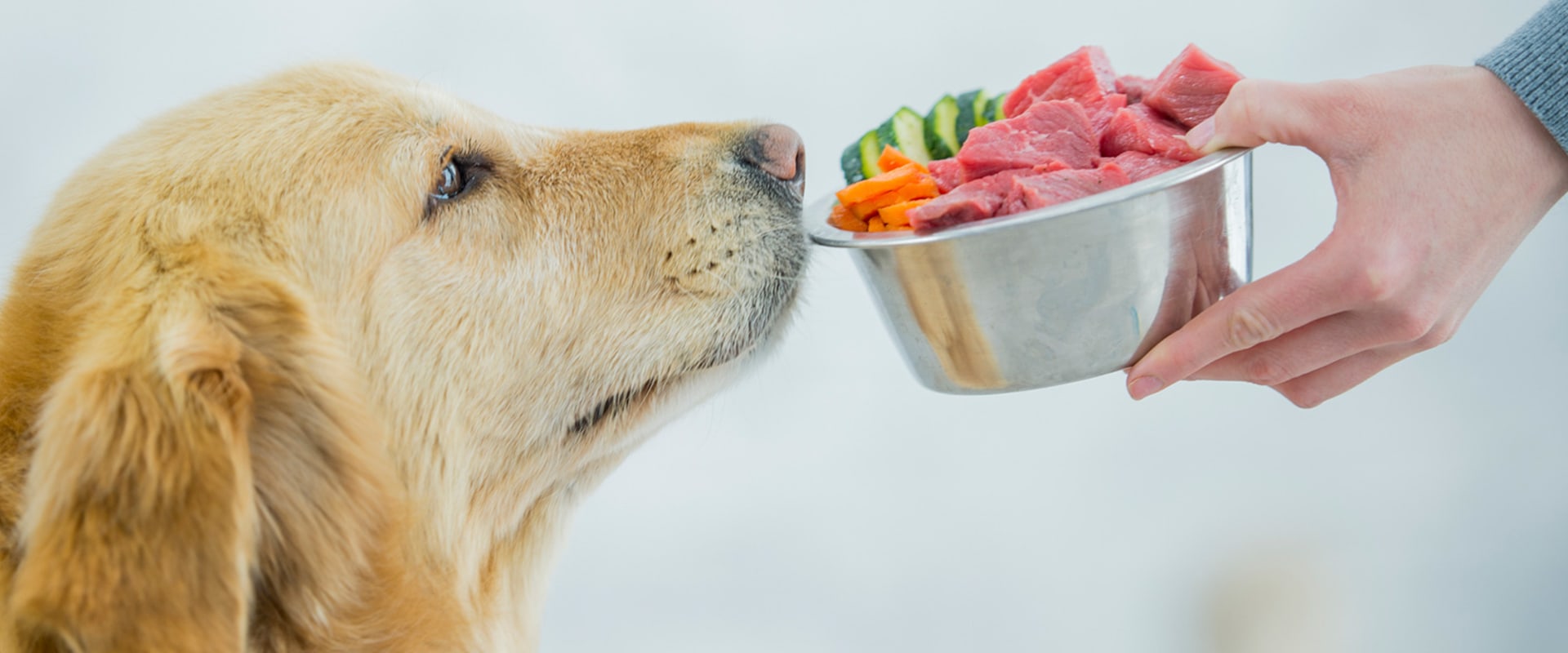 What is the healthiest dog food in stores?