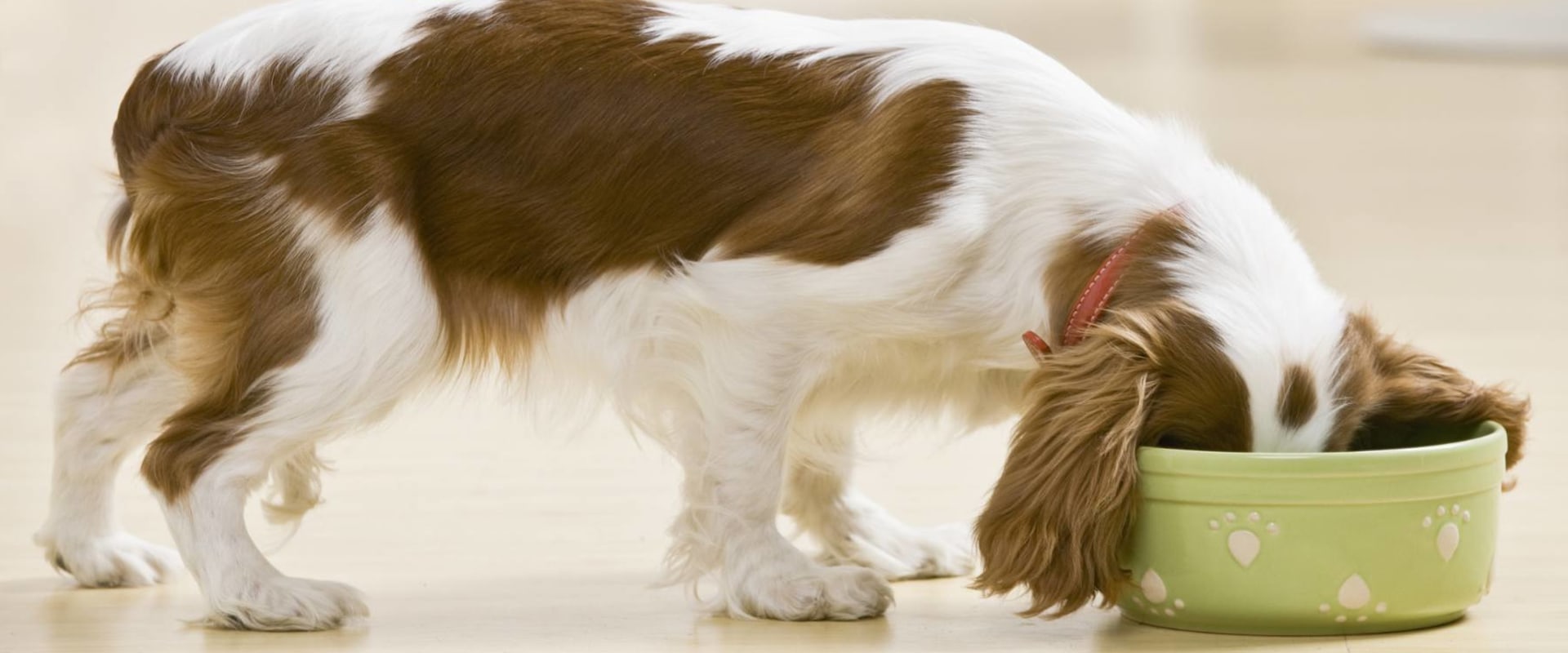 What dog foods should dogs avoid?