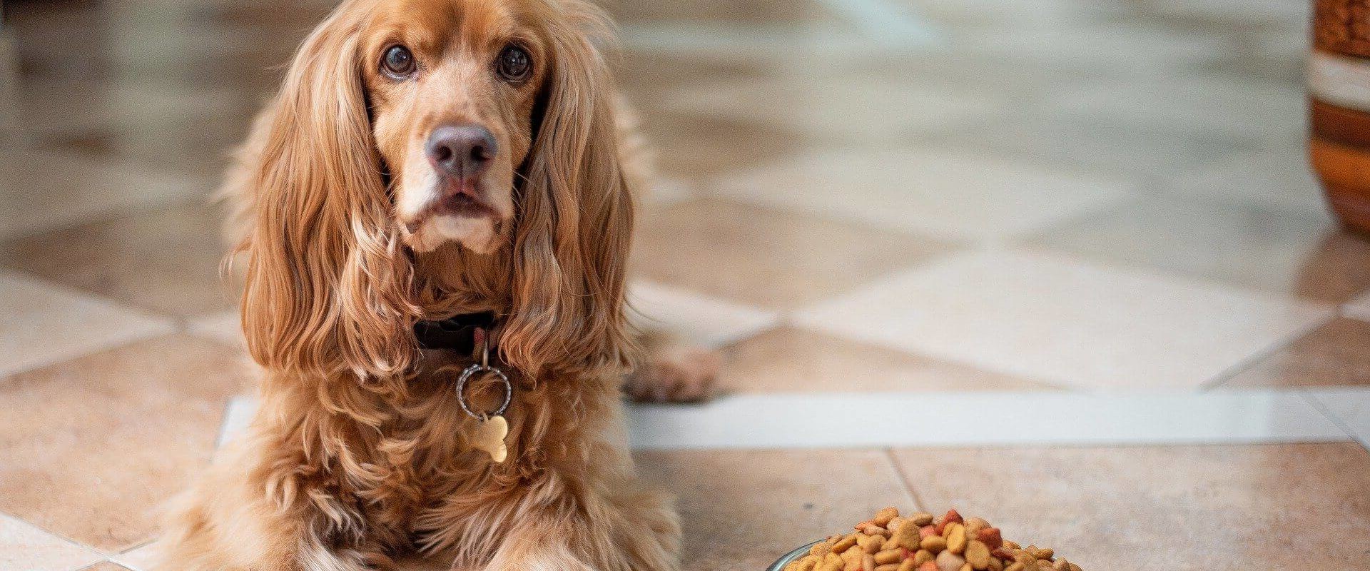 What ingredient in dog food is killing dogs?