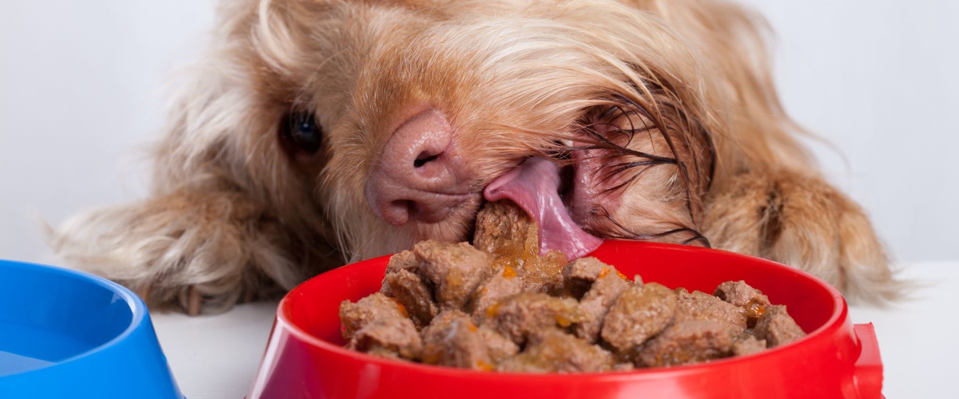 Which dog food do dogs like the taste of best?