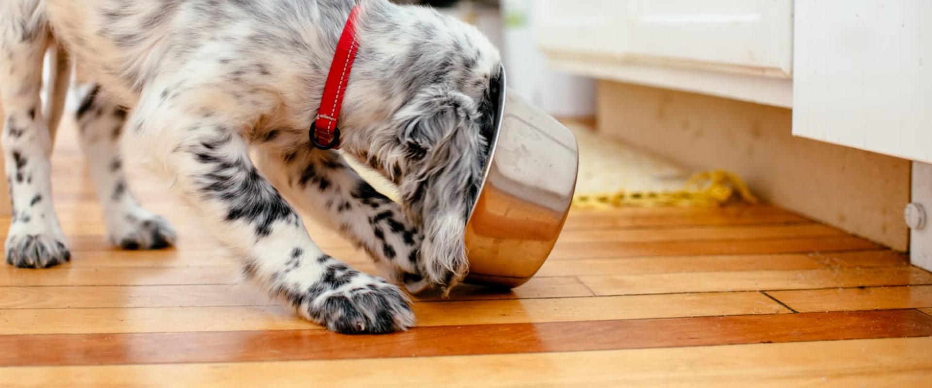 What is the tastiest dog food for picky eaters?
