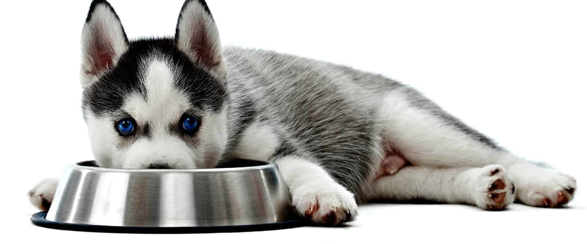Is grain free dog food better for your dog?