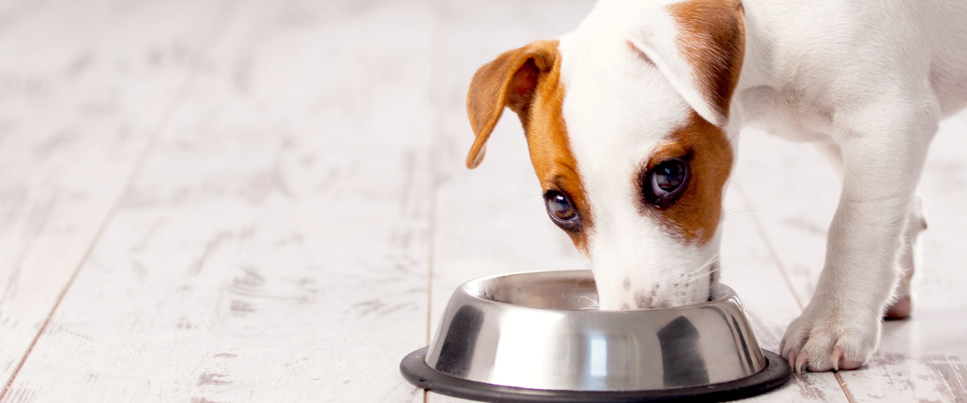 What dog food is recalled right now?