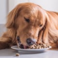 What is the Healthiest Brand of Dog Food for Dogs?