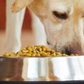 Do Dogs Need Grain in Their Dog Food?
