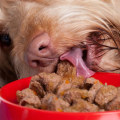 What is the Best Tasting Dry Dog Food for Picky Eaters?