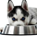 Is Grain-Free Dog Food the Best Option for Your Pet?