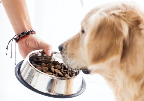 What is the Healthiest Dog Food to Buy?