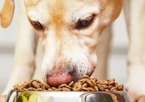 18 Brands of Dog Food Recalled: What You Need to Know