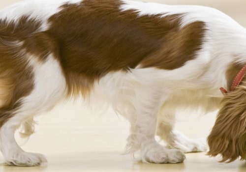 What Dog Foods Should You Avoid?