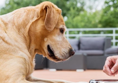 What Dog Food Brands are Toxic and How to Avoid Them
