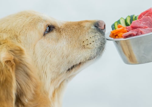 What is the Healthiest Dog Food for Your Pet?