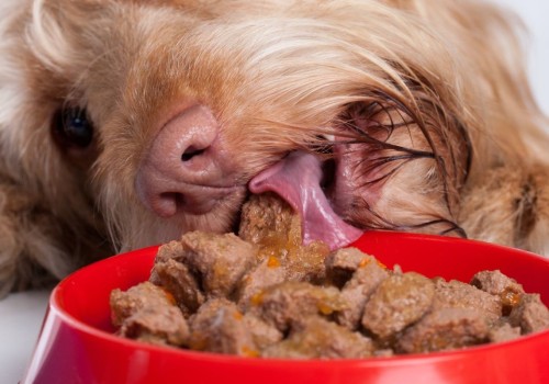 What is the Healthiest and Tastiest Food a Dog Can Eat?