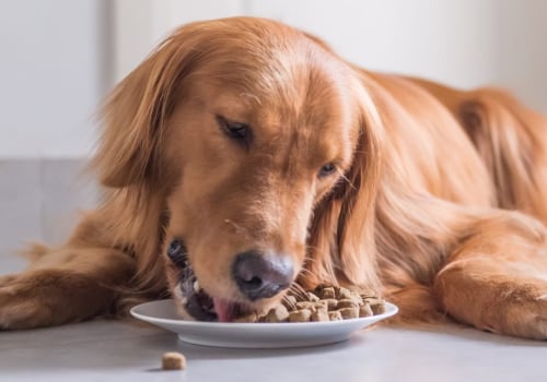 Which Brand of Dog Food is Best for Your Furry Friend?