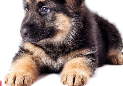 What is the Best Dry Dog Food for German Shepherds?