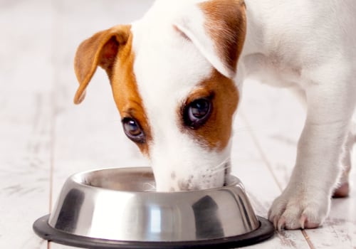 What Dog Food is Recalled Right Now? - An Expert's Guide